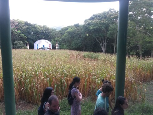 Forma de beija-flor no milharal