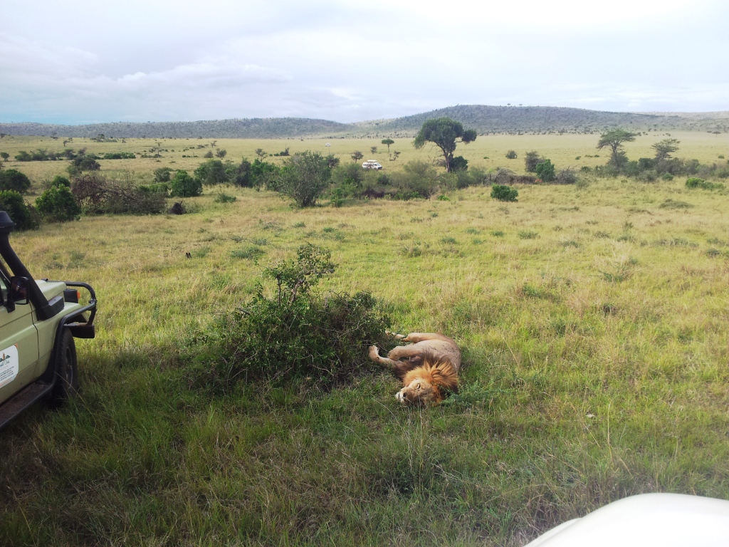 O Grande Rei Lion King