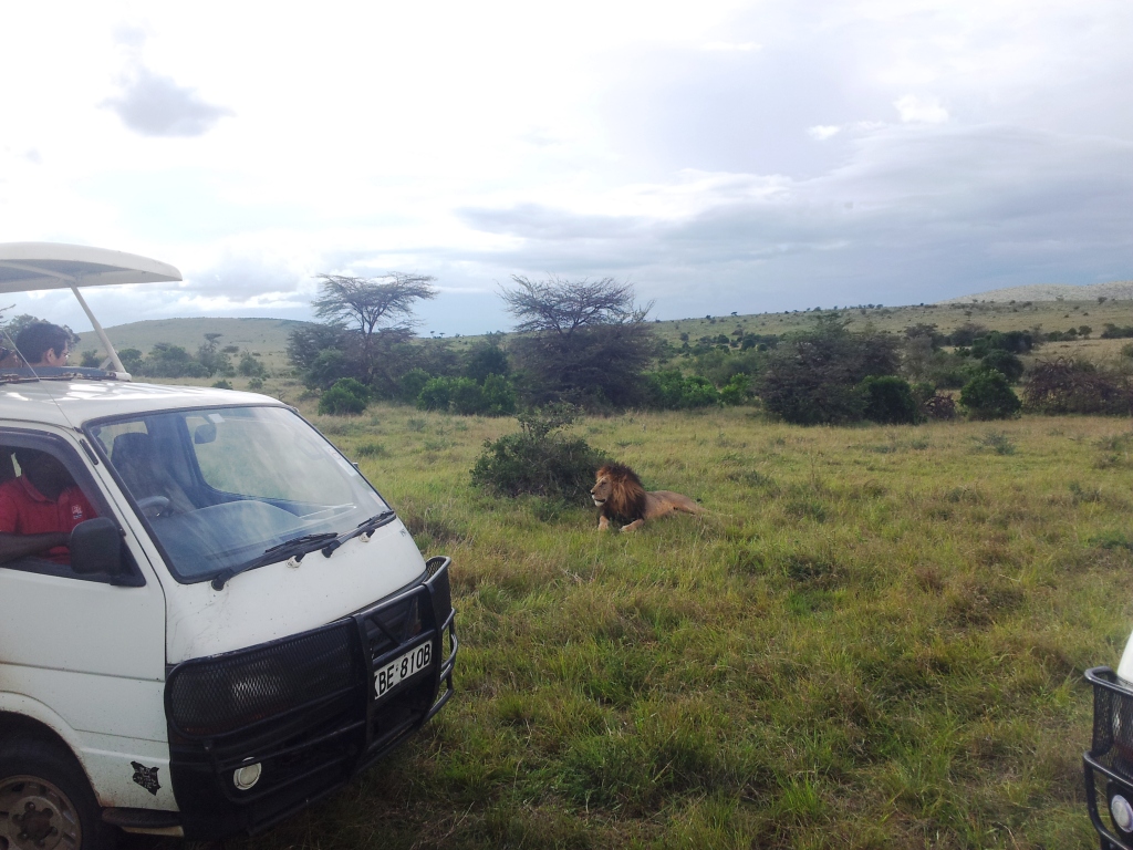 O rei da selva Lion King