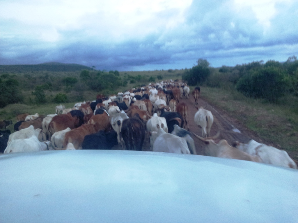 Manada à vista Herd on sight!