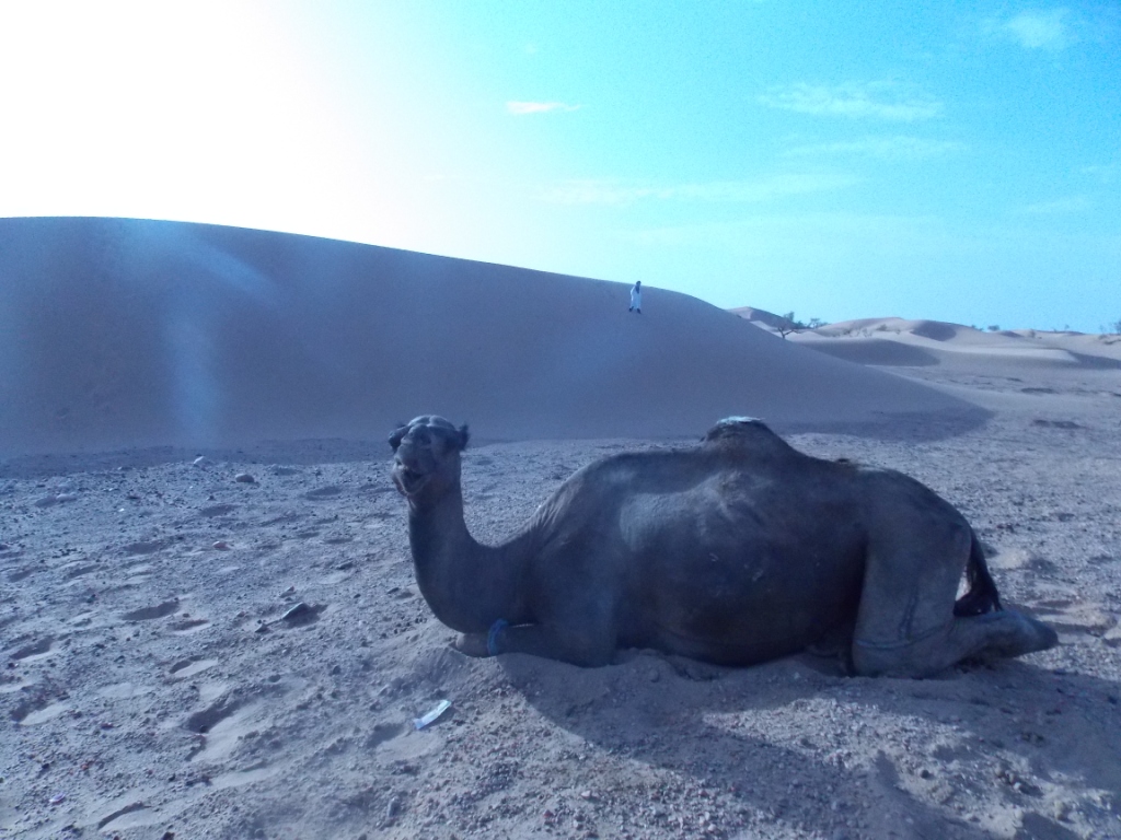 Resting on Sahara Descansando no Saara
