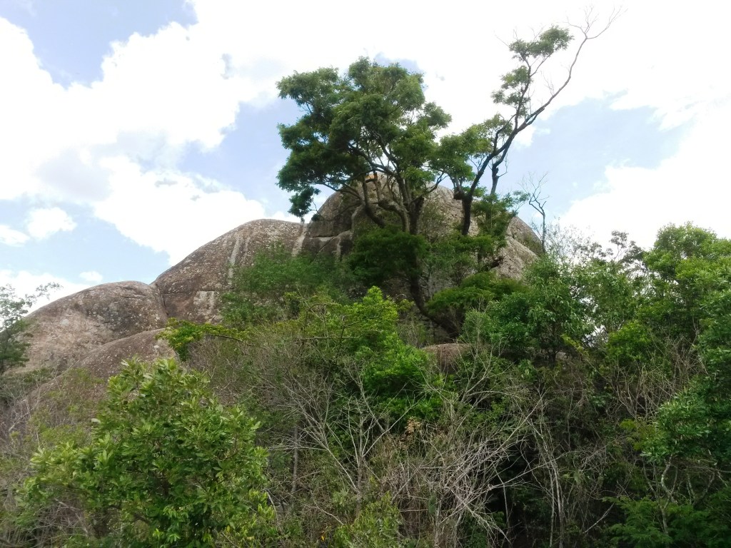 A Árvore e a Pedra
