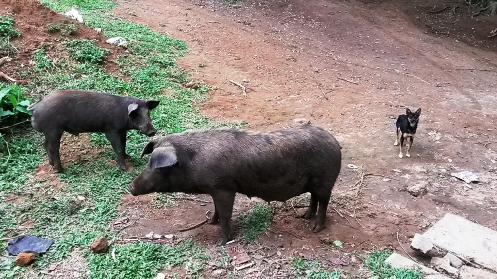 Vai Encarar a Gangue?