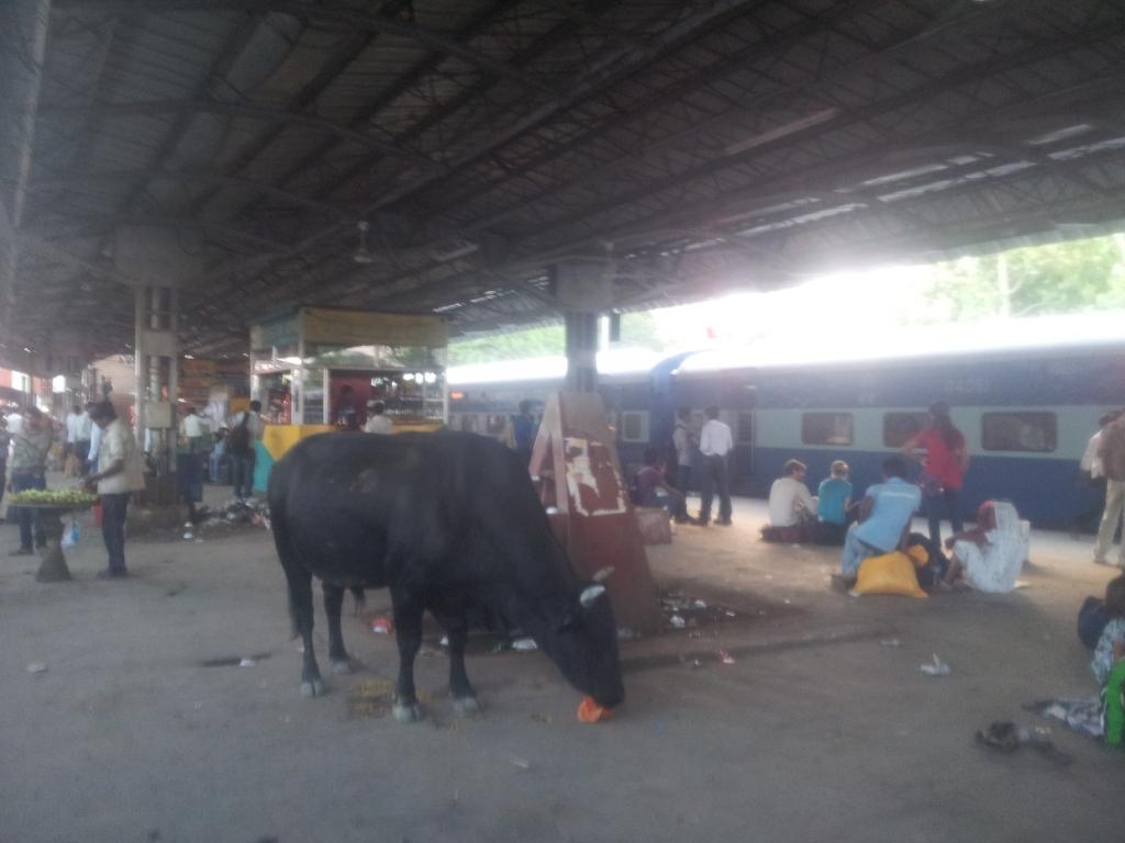 Vaca na Estação