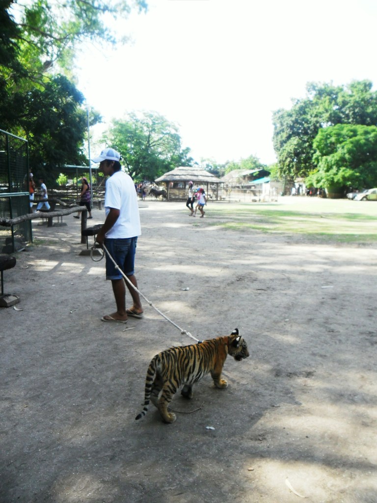 Cuidador e filhote de tigre