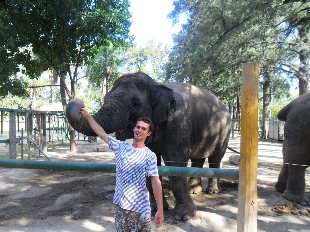 Elefante