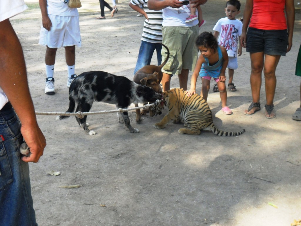 Filhote de tigre birncando