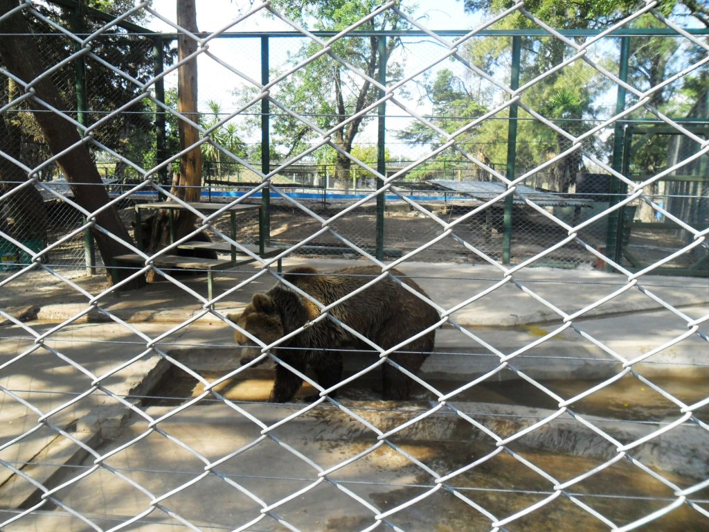 Ursos