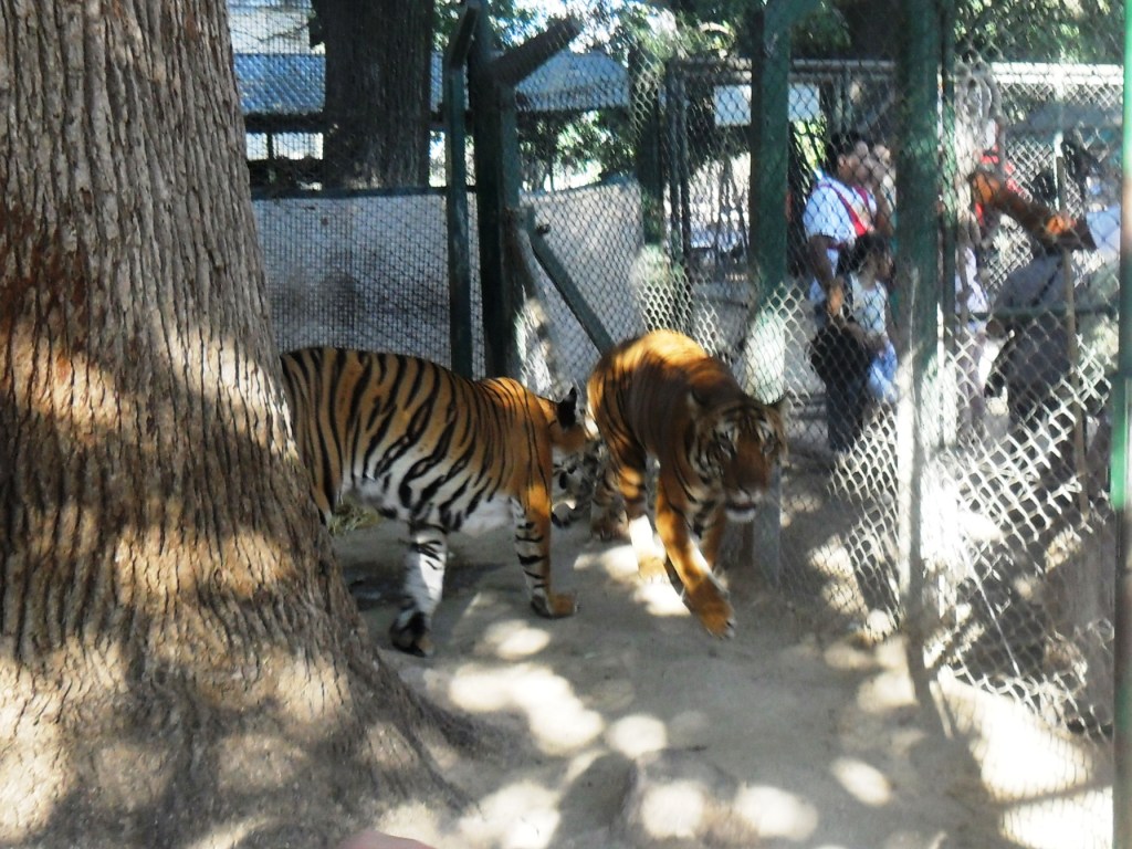 Tigres mal humorados
